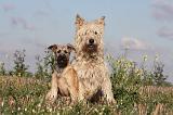 BOUVIER DES ARDENNES 216